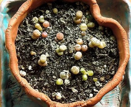 Отглеждане Lithops семена, грижа и поддръжка на домашно видео околната среда (отглеждане) Отглеждане Lithops семена, грижа и поддръжка на домашно видео околната среда