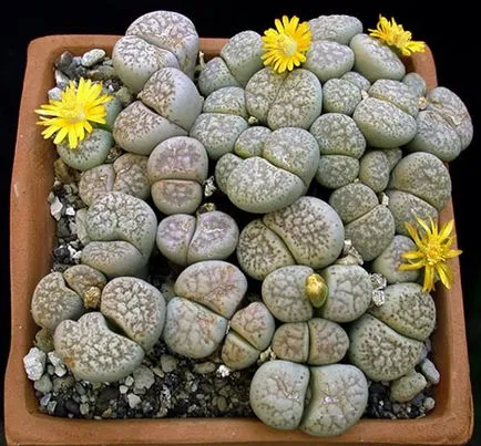 Отглеждане Lithops семена, грижа и поддръжка в домашни видео (семена) Отглеждане Lithops семена, грижа и поддръжка на домашно видео околната среда