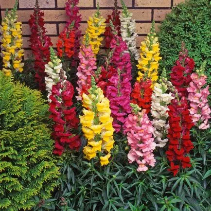 Отглеждане разсад snapdragons - Репетиция
