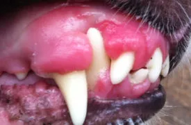 Заболяване на венците при кучета и как да се отнасяме от (снимка)