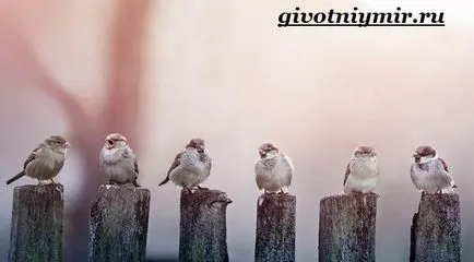 врабче птица