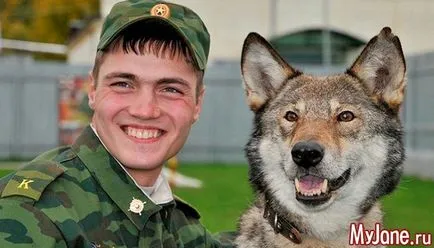 Wolf-куче, което знаем за тях куче, вълк хибрид, характер, здраве, използването на съдържание