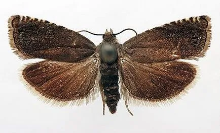 Pest в градината - молец