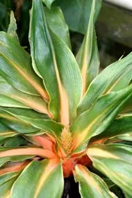 Chlorophytum - описание Chlorophytum и грижи (възпроизвеждане) Chlorophytum - описание Chlorophytum и грижи