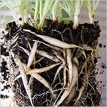 Chlorophytum - най-непретенциозен къща растение (скромен) Chlorophytum - най-непретенциозен къща растението