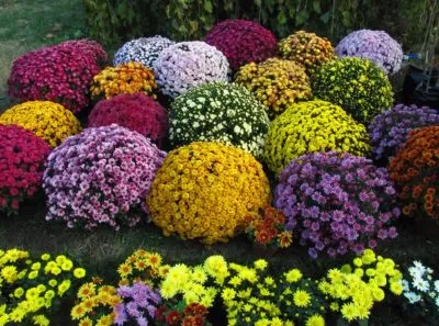 Хризантемата Multiflora (сферична) засаждане и грижи в открито поле