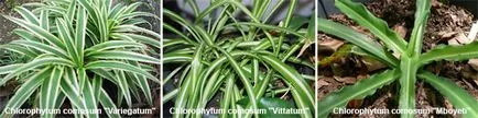 Chlorophytum - грижи у дома