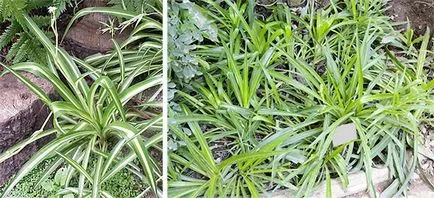 Chlorophytum - грижи у дома