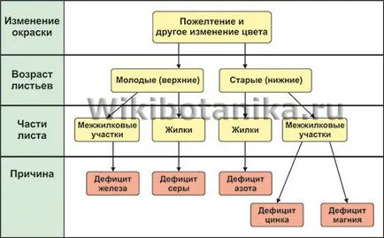 Хлороза - лечение, профилактика и спорта (превантивно) Хлороза - лечение, профилактика и видове