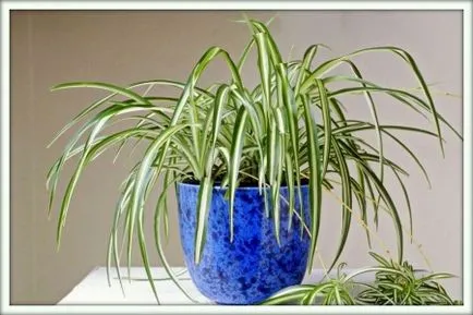 Chlorophytum (Chlorophytum)