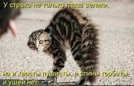 Език котки и кучета котка Разговорник - всички се забавляват!