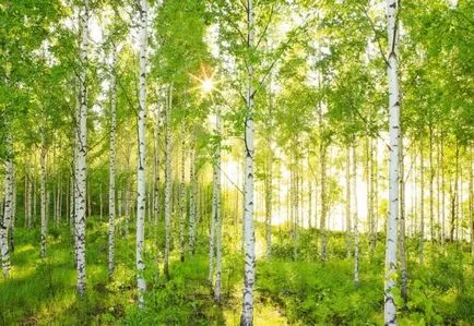 Защо се слее го предпазва обектива и си fotoshedevry