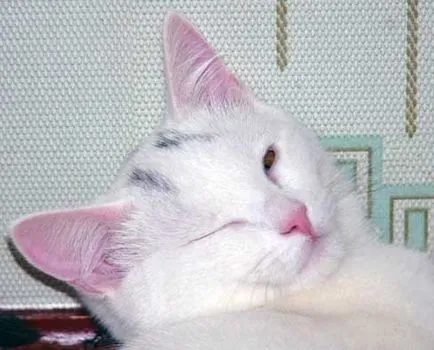 Език котки и кучета котка Разговорник - всички се забавляват!
