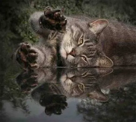 Език котки и кучета котка Разговорник - всички се забавляват!
