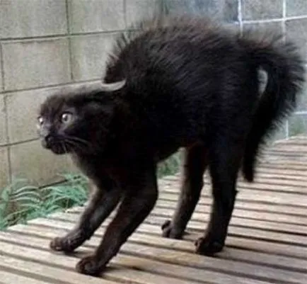 Език котки и кучета котка Разговорник - всички се забавляват!
