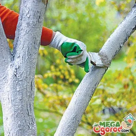 Защо реабилитират стволовете на дърветата, а стойността на правилата за замазване
