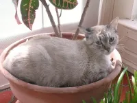 Мирис отблъскващи котки, които не могат да понасят миризмата на котки, защо котката обича миризмата на пот, котка -