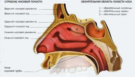 Продължителни ринит при лечение на възрастни, детето, как да се лекува