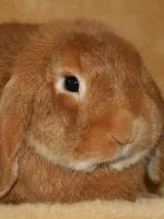 Ház hörcsög saját kezűleg