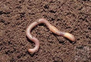 Földigiliszták - típusok, szerkezet, és szerepüket a természet és vermiculture, otthon farm