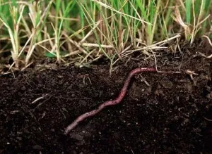 Földigiliszták - típusok, szerkezet, és szerepüket a természet és vermiculture, otthon farm
