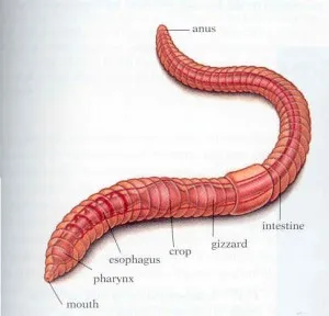 Földigiliszták - típusok, szerkezet, és szerepüket a természet és vermiculture, otthon farm