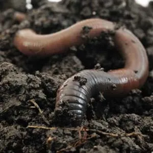 Földigiliszták - típusok, szerkezet, és szerepüket a természet és vermiculture, otthon farm