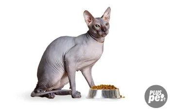 Sphinx tábla etetés