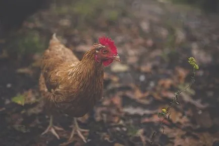 Házi csirke és etetjük a madarak (csirkék) Házi csirke és etetjük a madarakat