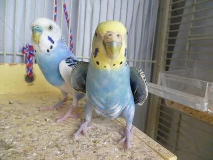baromfi