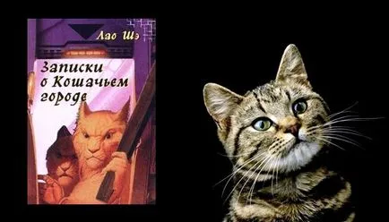 Топ 12 книги за котки - снимка животни