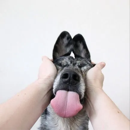 17 причини да куче