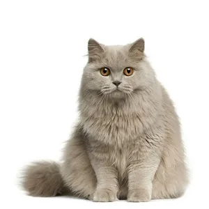 Средства 5 за премахване на миризма на котка урина средства, методи, превенция