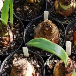 Amaryllis грижи, трансплантация и репродукция в видове дома фото Hippeastrum цветя