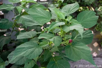Амброзия cyclachaena