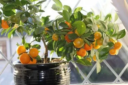 Orange Tree грижи у дома