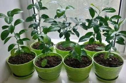 Orange Tree грижи у дома