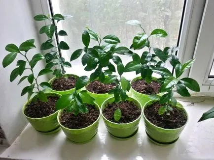 Orange Tree - отглеждане и грижи в дома