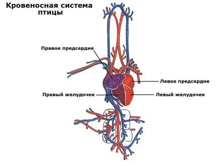 Анатомия пиле запознати със структурата на скелета и вътрешните органи на домашни птици