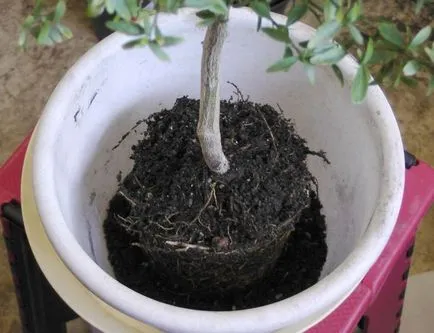 Orange Tree грижи у дома