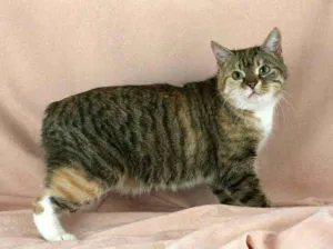 Безопашатите котка име, описание, снимка