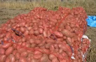 Бизнес за продажба на картофи, много идеи за малкия бизнес