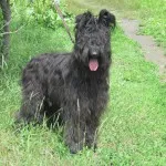 Briard характер и описание, грижа и поддръжка, болест