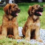Briard характер и описание, грижа и поддръжка, болест