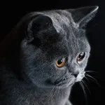 Британска котка - величествени и заоблени (25 снимки)