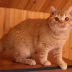 Британска котка - величествени и заоблени (25 снимки)