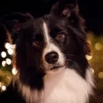 Briard куче снимка, описание порода, природа, грижи