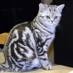Британска котка - величествени и заоблени (25 снимки)