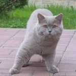 Британска котка - величествени и заоблени (25 снимки)