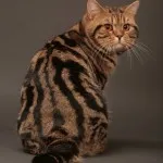 Британска котка - величествени и заоблени (25 снимки)